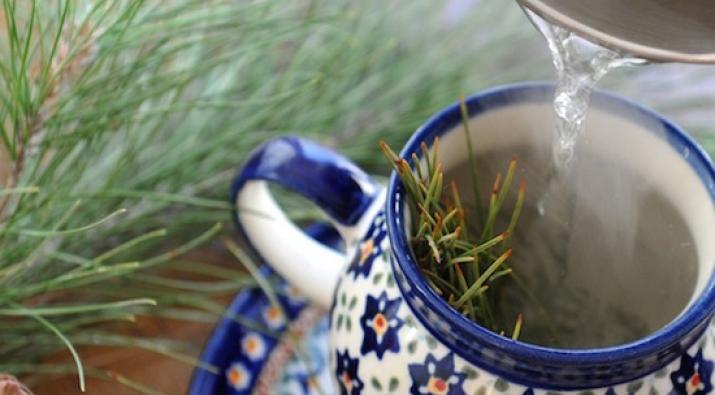 Pine Needle Tea - A Healthy Alternative